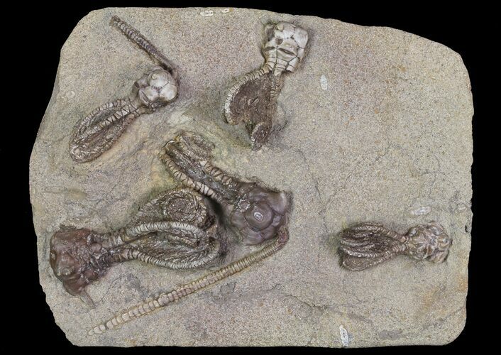 Plate Jimbacrinus Crinoid Fossils - Australia (Special Price) #68357